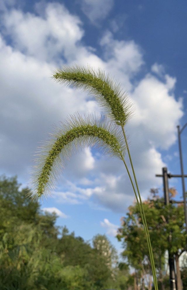 花海賞秋！杭州秋天的別樣浪漫~。