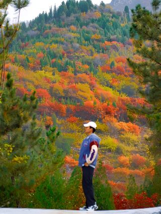 Shandong's most beautiful colorful forest guide is here! Miss it and you'll have to wait a year. 