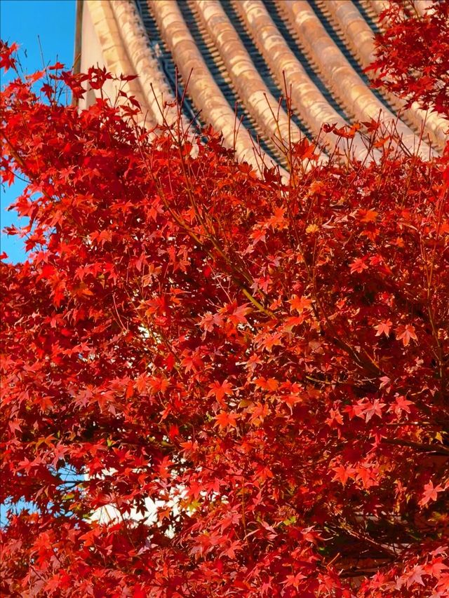 11月5日實況 紫竹院紅葉已全面登場。