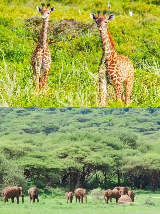 在阿魯沙追尋野生動物的足跡。