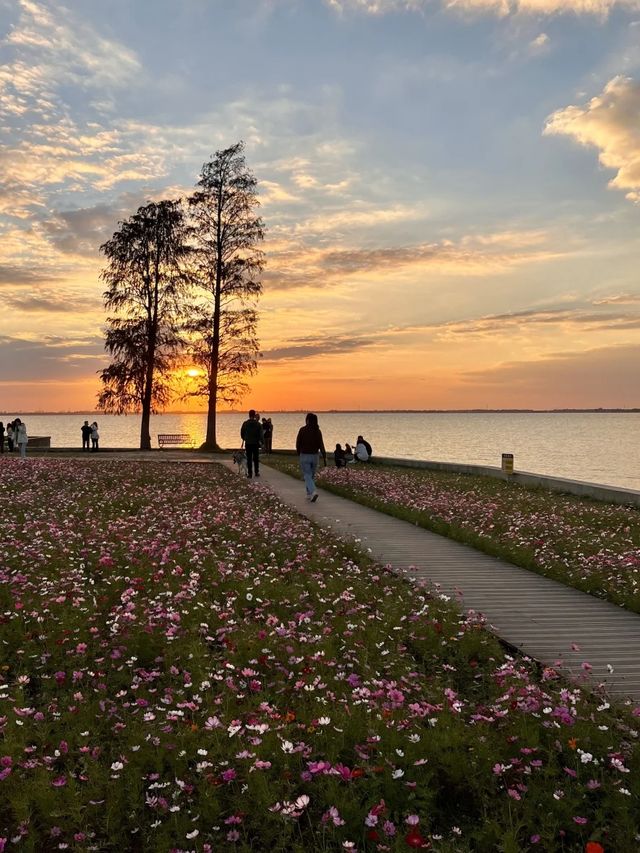 上海自駕1小時小眾旅遊地|定山湖大花海。