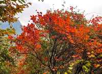 西安‧周至耿峪免費賞紅葉。