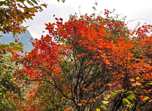 西安‧周至耿峪免費賞紅葉。