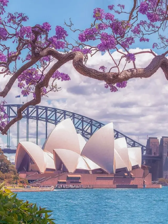Australia's Jacaranda Blooming Season is Here!