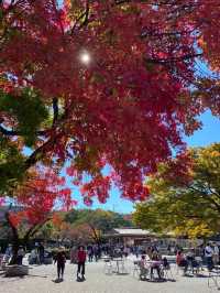 The Best Places to Enjoy Autumn Foliage in Nagoya