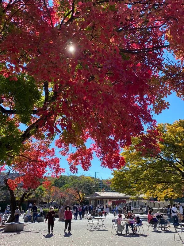 The Best Places to Enjoy Autumn Foliage in Nagoya