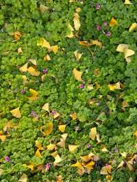 漢長安城遺址公園|規模宏大。