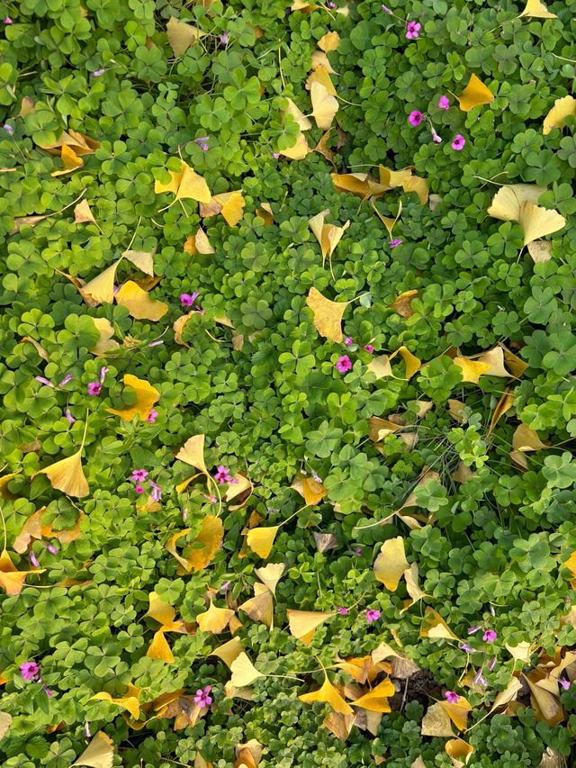 漢長安城遺址公園|規模宏大。 漢長安城遺址公園|規模宏大。