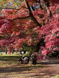 東京紅葉季｜Citywalk 賞紅葉攻略。