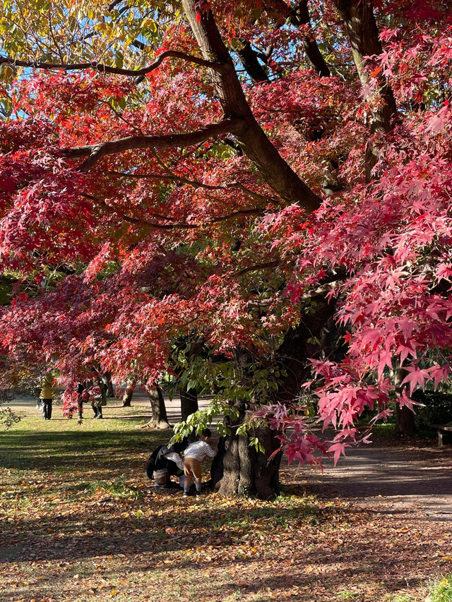 東京紅葉季｜Citywalk 賞紅葉攻略。
