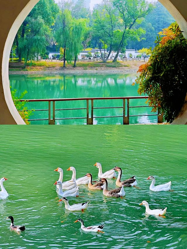 不在京都！就在武漢這個公園已經美到失語。