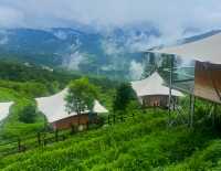 普洱倚象山營地:自然奢華的茶園之旅