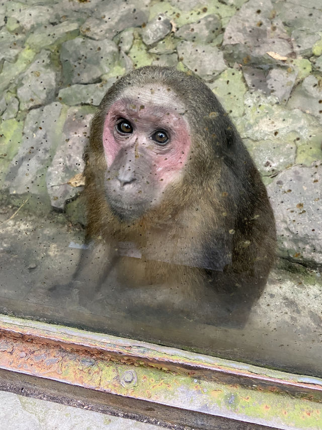 🐘🦒杭州動物園|又去看動物了🥳