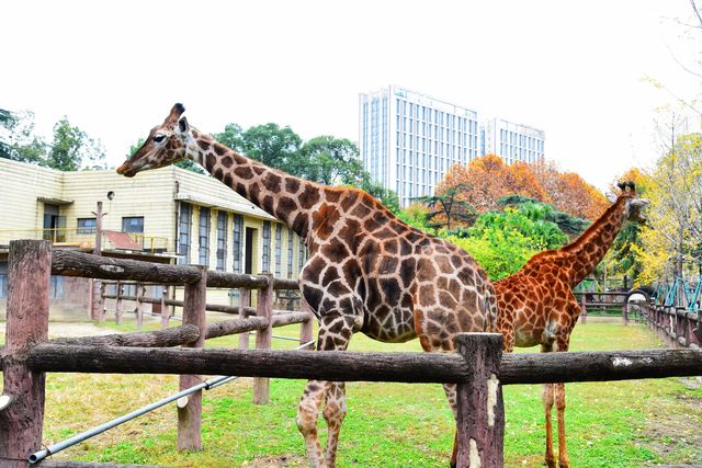 神奇動物在成都｜與自然零距離接觸