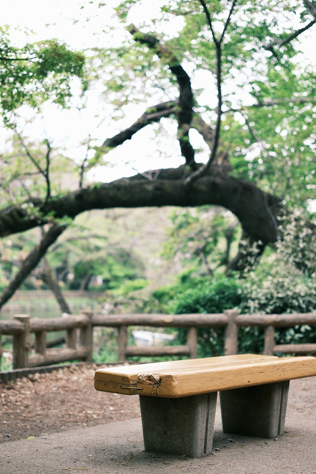 吉祥寺散步🪻井之頭恩賜公園