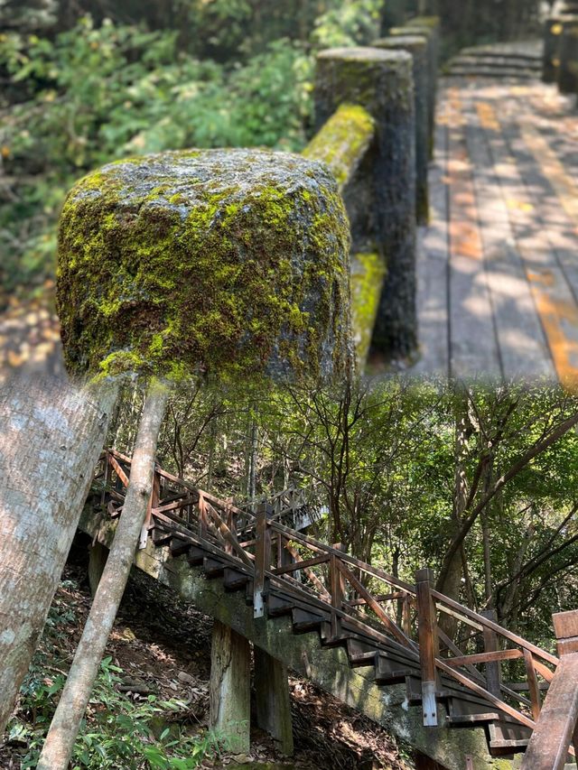 衢州·藥王山｜探秘神農秘境，暢享自然瑰寶