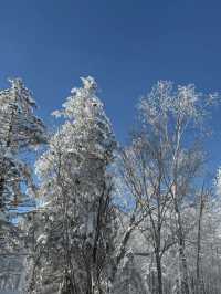 哈爾濱-雪鄉滑雪攻略不看後悔超詳細