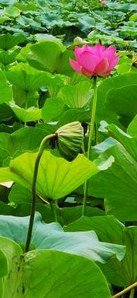 集安•蓮花公園