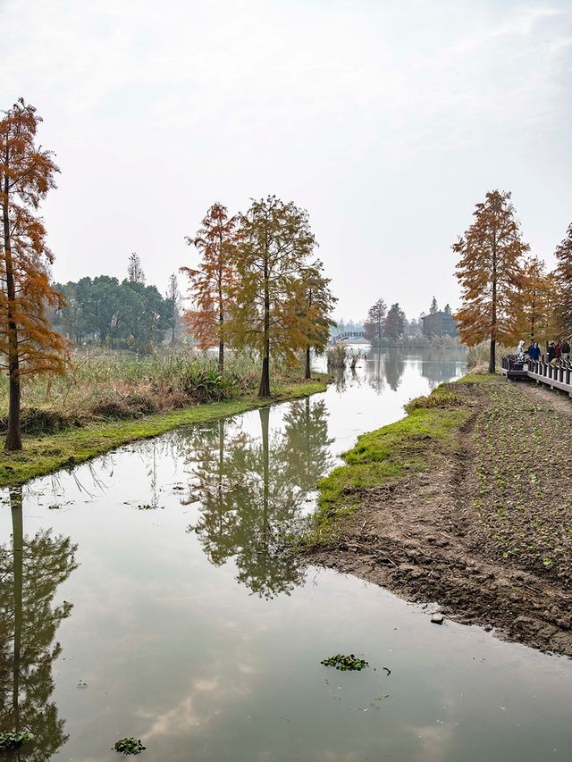 青西郊野公園