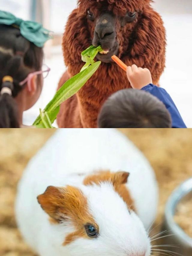 武漢新春去邊度？襄陽華僑城奇幻度假區