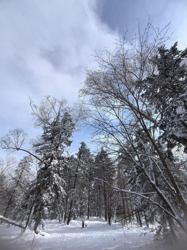 哈爾濱-雪鄉帶孩子滑雪超詳細攻略不看後悔