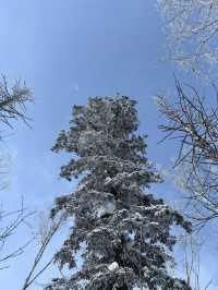 3日暢遊哈爾濱-雪鄉 超實用攻略不踩雷