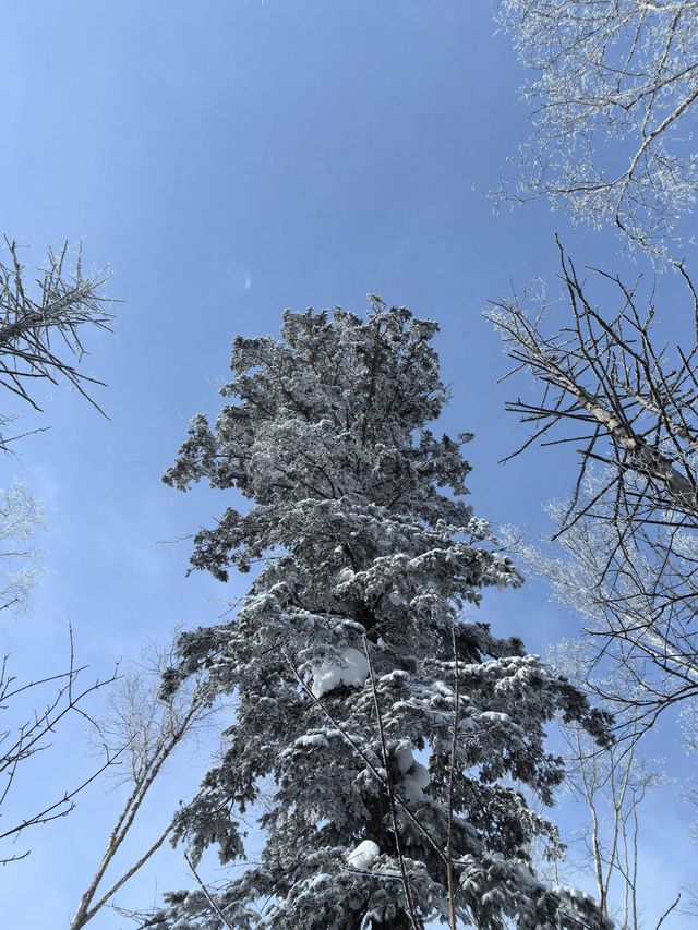 3日暢遊哈爾濱-雪鄉 超實用攻略不踩雷