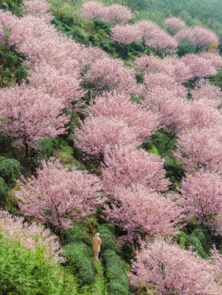 不是大理重慶的春日浪漫已漫山遍野