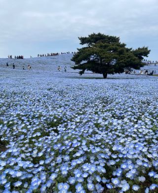 In-depth Travel in Japan (Youbaki Studio)