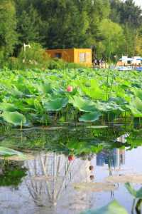 吉林四平市植物園：自然之美的繽紛世界