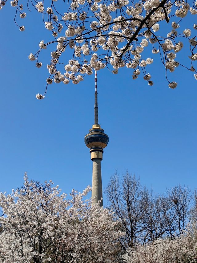 玉淵潭公園｜一場浪漫的春日奔赴