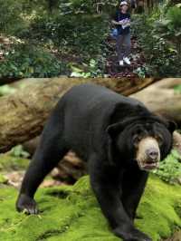 在新加坡可以入住萬態雨林野生動物園？