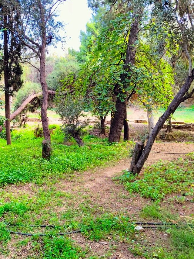 Walking Through History at Plato’s Academy, Athens 📖🌿