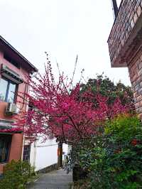 去梅家塢喝茶賞花吧