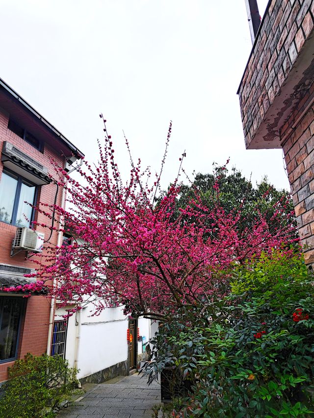 去梅家塢喝茶賞花吧