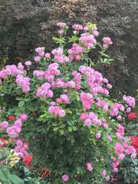 走進月季公園：解鎖多采月季，共赴花之盛宴