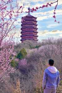北京賞花新頂流預定！錯過等一年
