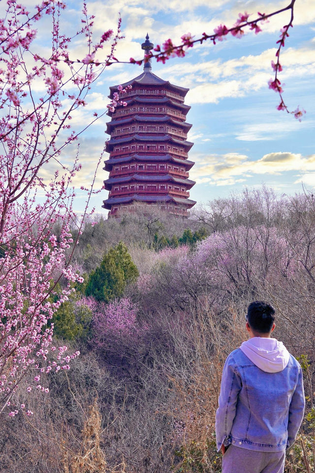 北京賞花新頂流預定！錯過等一年