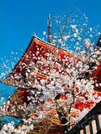 🌸【京都】清水寺櫻花攻略：漫步粉色花海的浪漫之旅