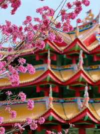廈門春日賞花新去處！天竺岩寺紫花風鈴木