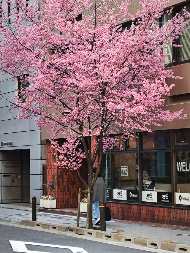 🌸日本橋三越 | 浪漫櫻花已盛大開幕