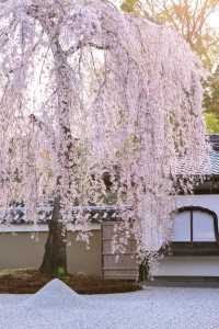 Kyoto and Nara: 4-Day Cherry Blossom Guide 🌸 Detailed Cherry Blossom and Deer Feeding Plan