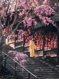 Complete Guide to Cherry Blossom Viewing in Kansai, Japan 🌸