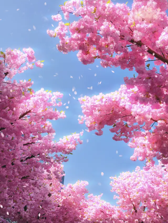 Dongguan Blossom Season｜Experience the romance of cherry blossoms in Dongguan