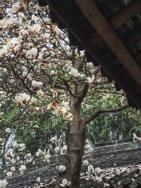 竟然成都市區內千年古寺的玉蘭花美得令人驚嘆