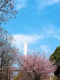 花為媒，南浦大橋你就「娶」咗佢啦！