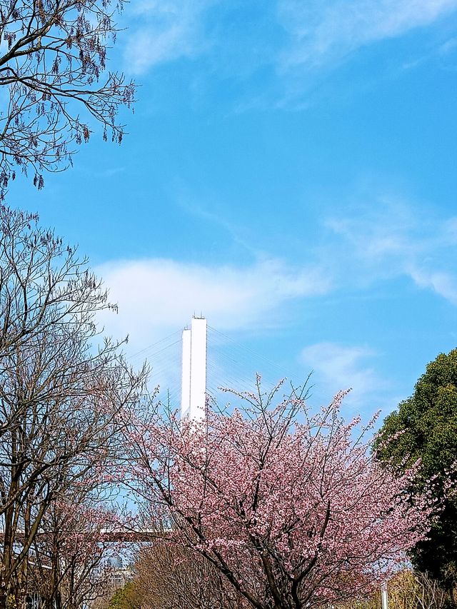 花為媒，南浦大橋你就「娶」咗佢啦！