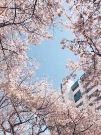釜山賞櫻全攻略：海濱都市的春日櫻花浪漫！