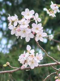 交換春天·魔都隱藏莫奈花園被我找到了
