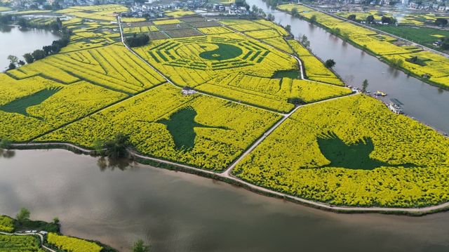 潼南崇龛油菜花海——錯過等一年！
